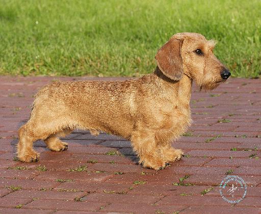 Dachshund 9Y425D-076.JPG